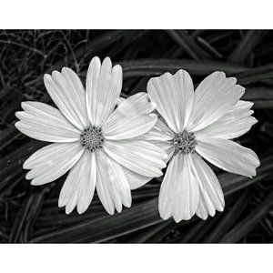 Two Daisies  11 x 14 print